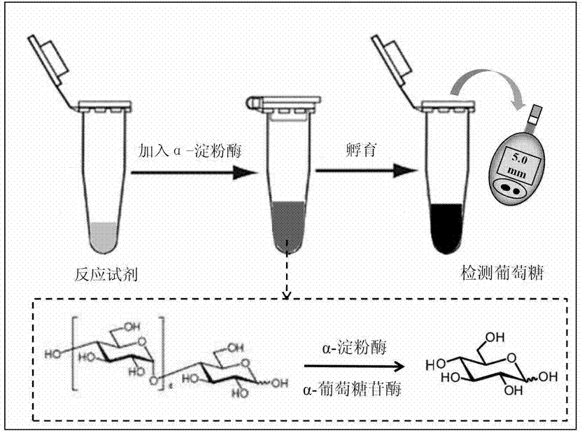 Detection reagent and detection method of alpha-amylase