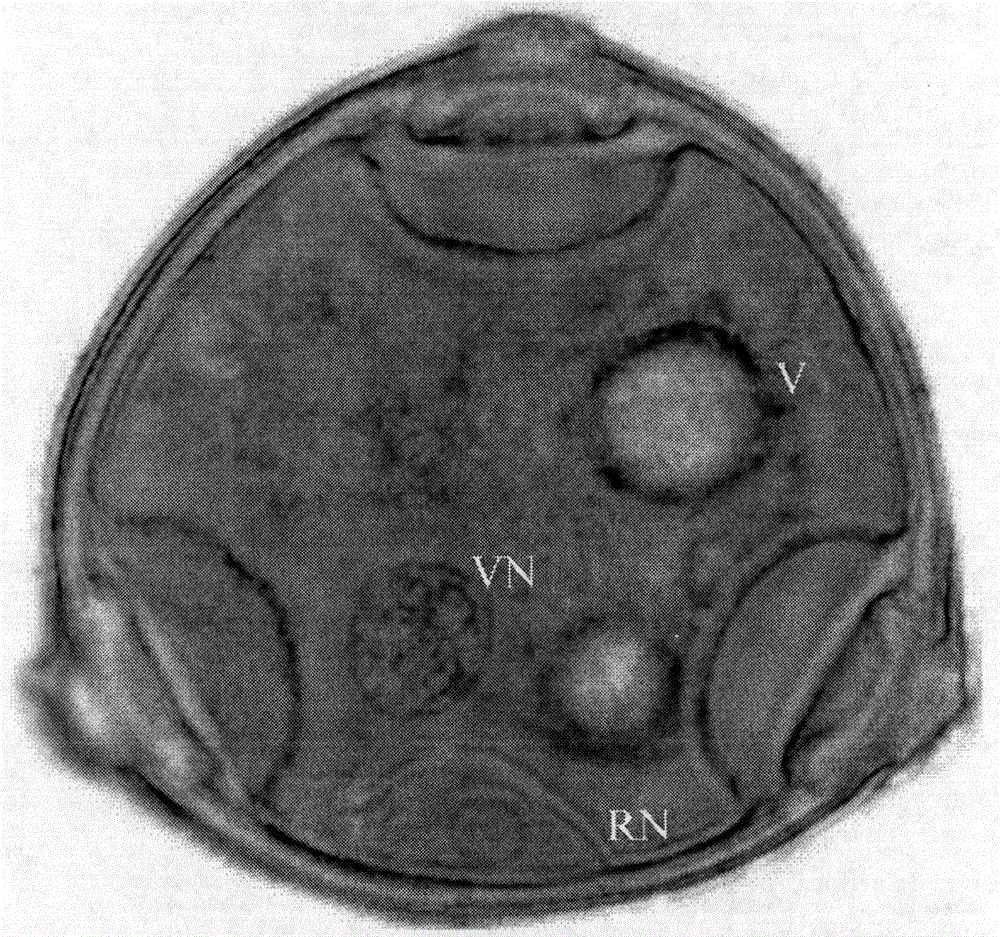 Observation of mitochondrial DNA by mtg-dapi double staining in semi-thin slices of cucumber pollen