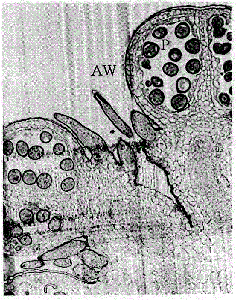 Observation of mitochondrial DNA by mtg-dapi double staining in semi-thin slices of cucumber pollen