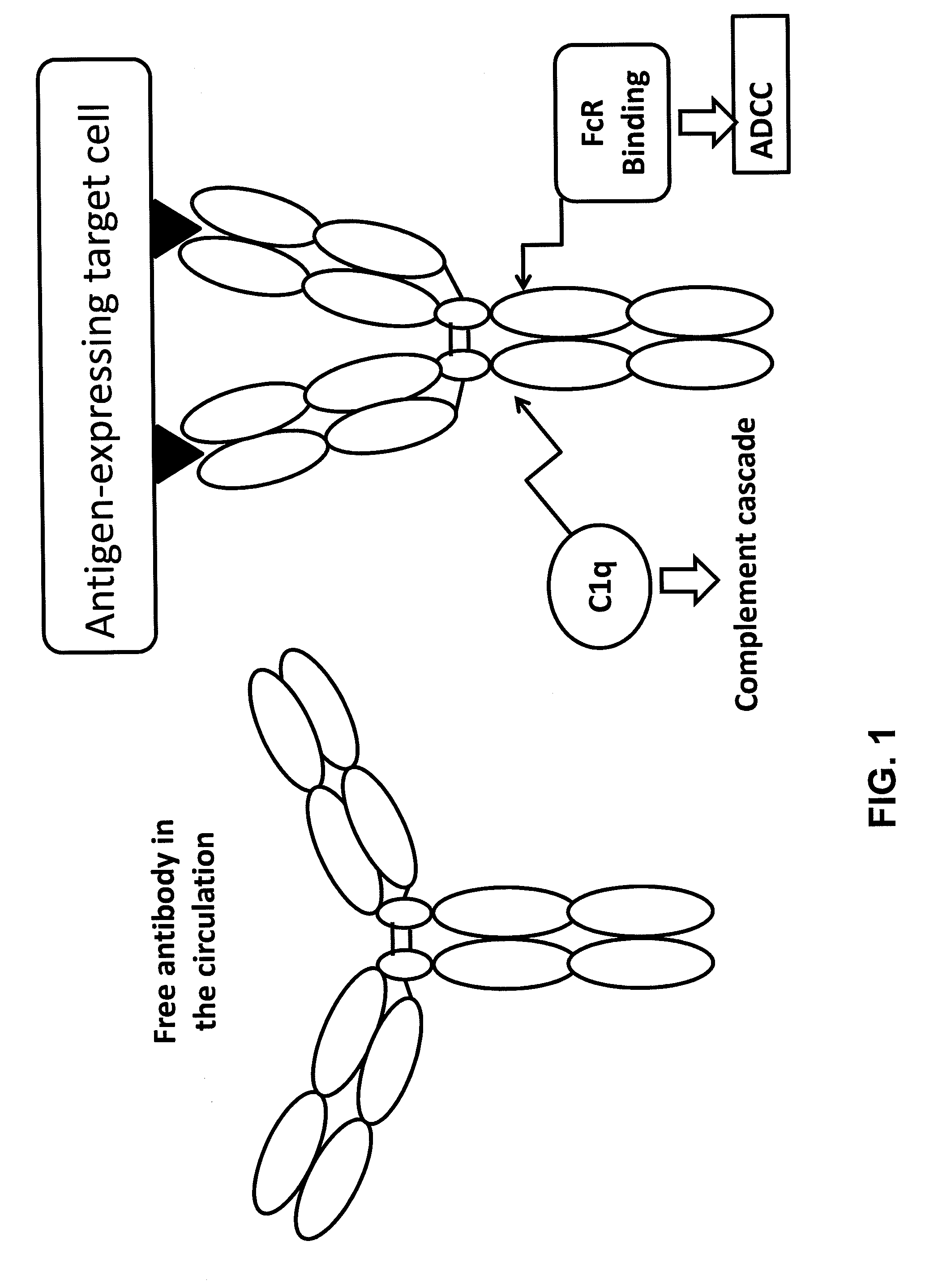 Light chain immunoglobulin fusion proteins and methods of use thereof