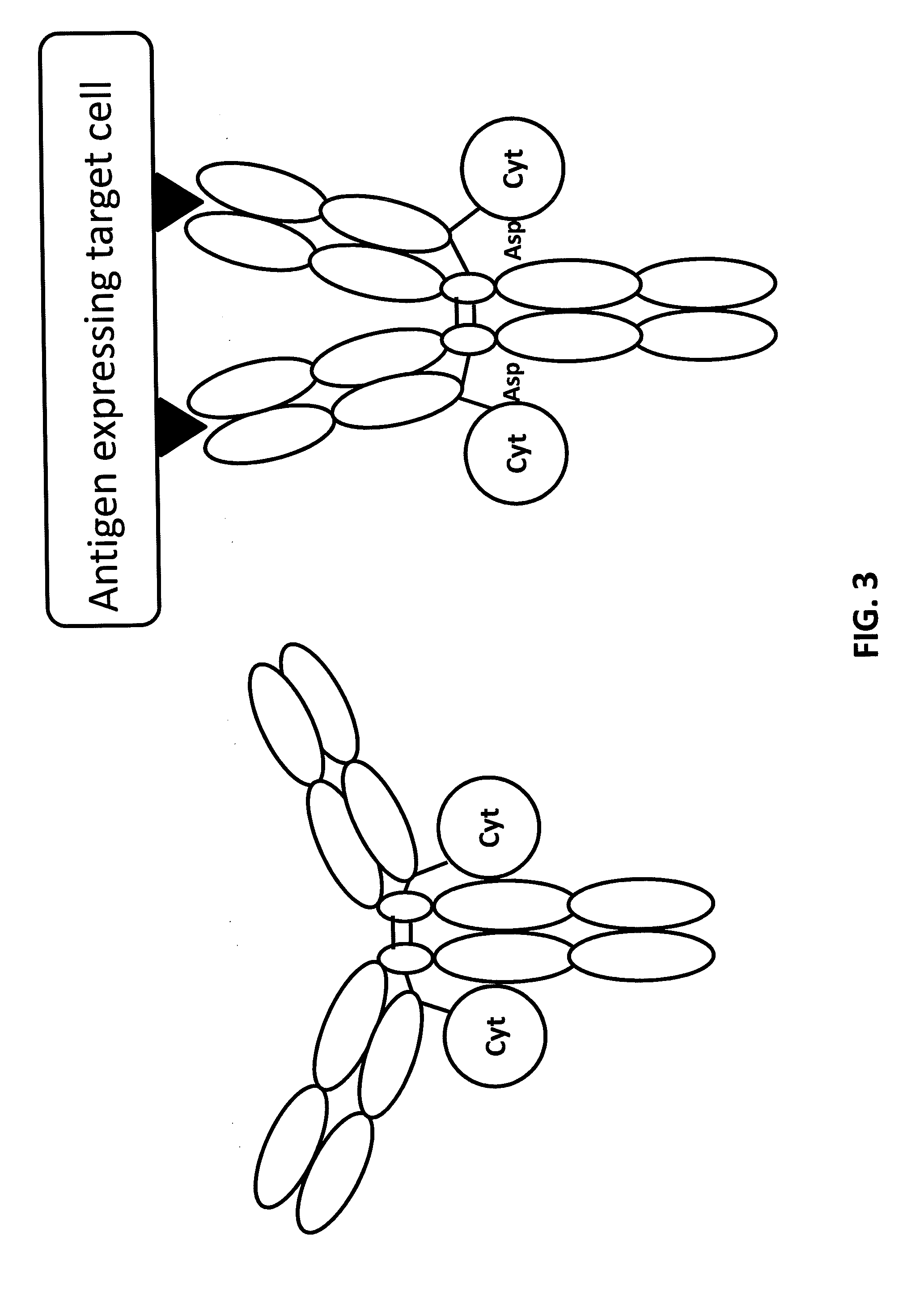 Light chain immunoglobulin fusion proteins and methods of use thereof
