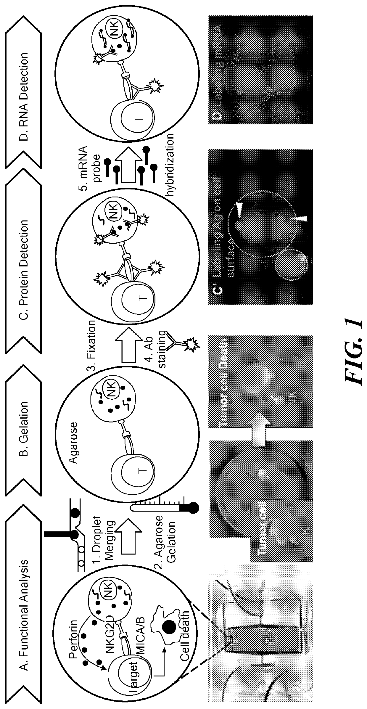 Single cell fluorescence in situ hybridization in microfluidic droplets