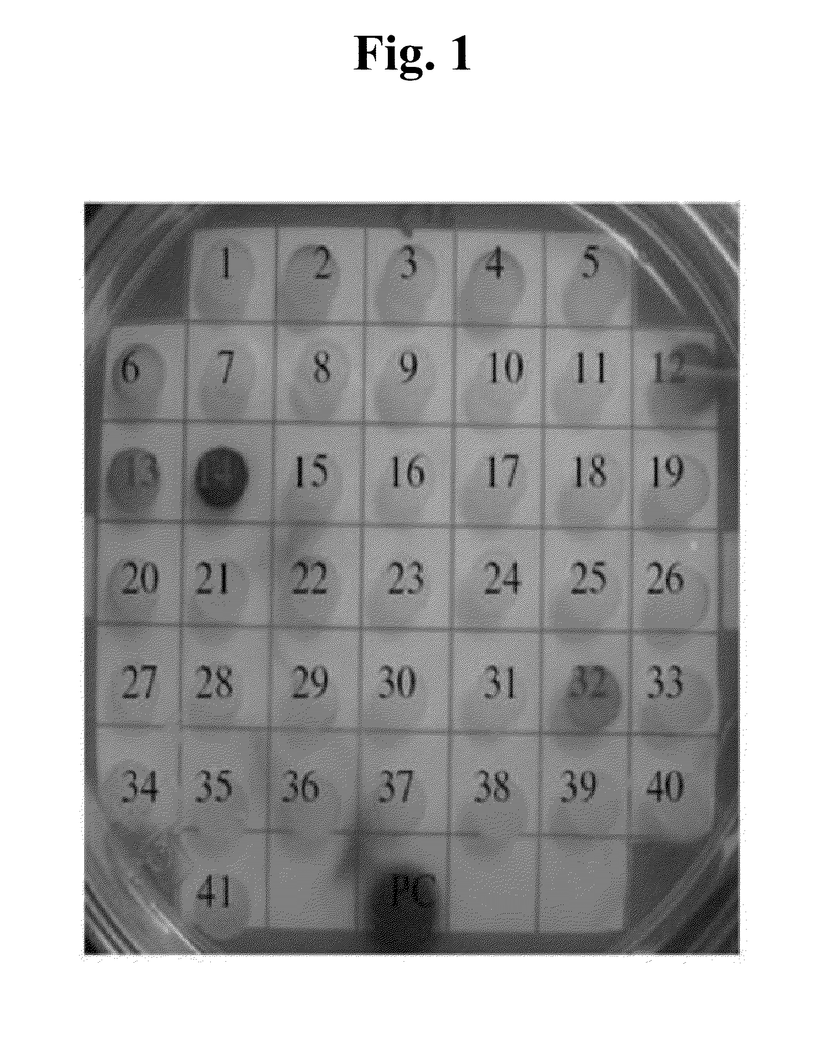 Method for screening for a cancer treatment agent using the interaction between pauf and a binding partner thereof