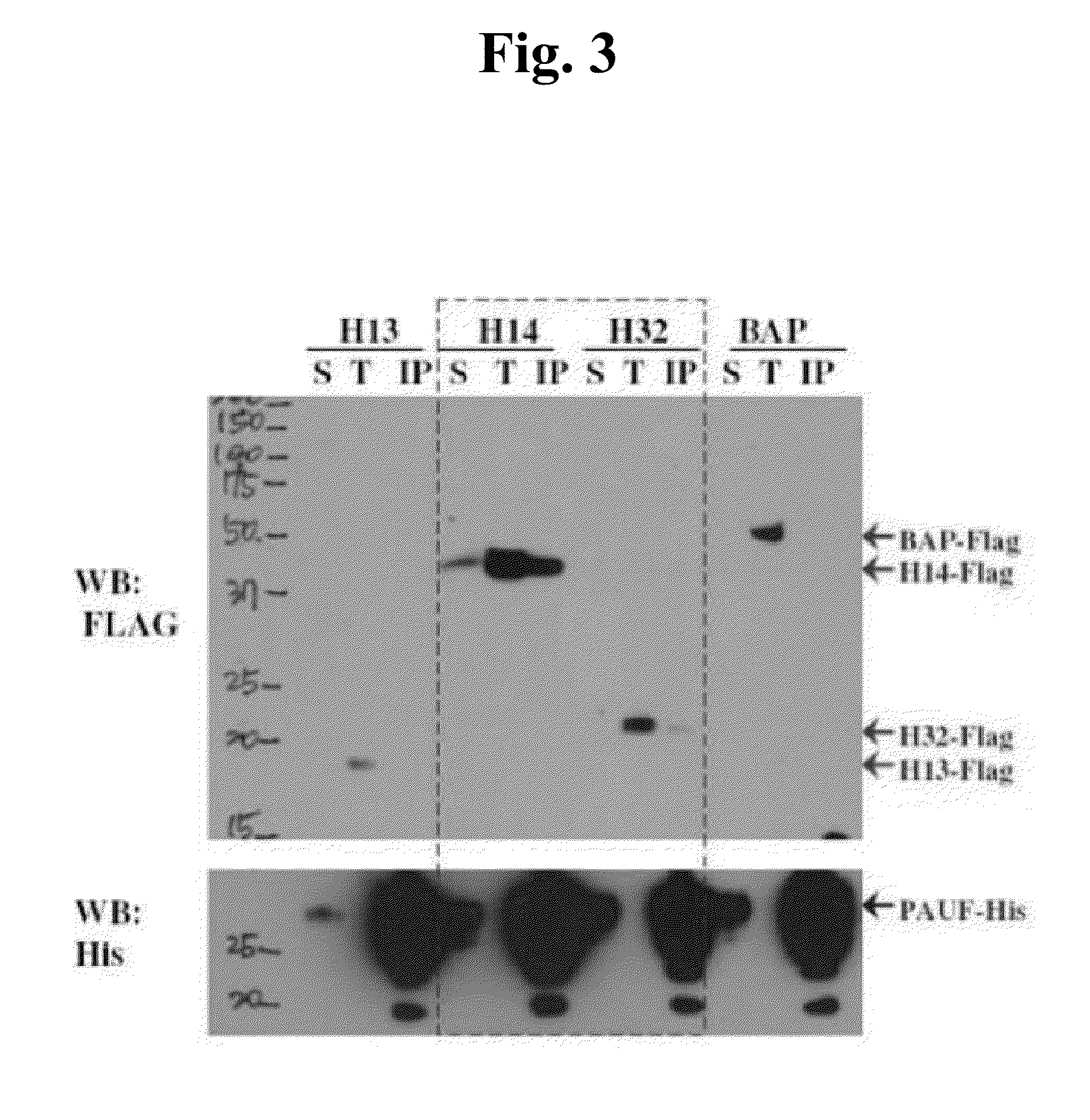 Method for screening for a cancer treatment agent using the interaction between pauf and a binding partner thereof