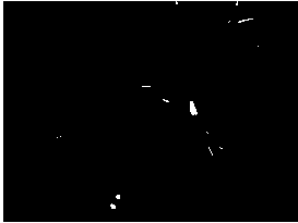 Lycoris radiata cultivation method in composite populus and lycoris radiate cultivation mode