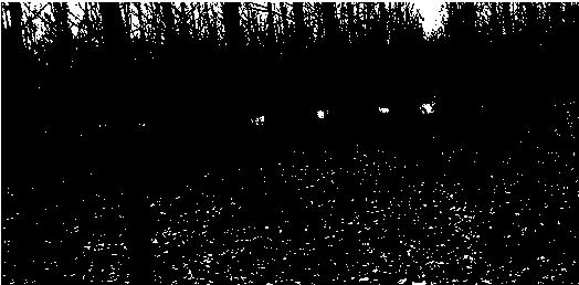 Lycoris radiata cultivation method in composite populus and lycoris radiate cultivation mode