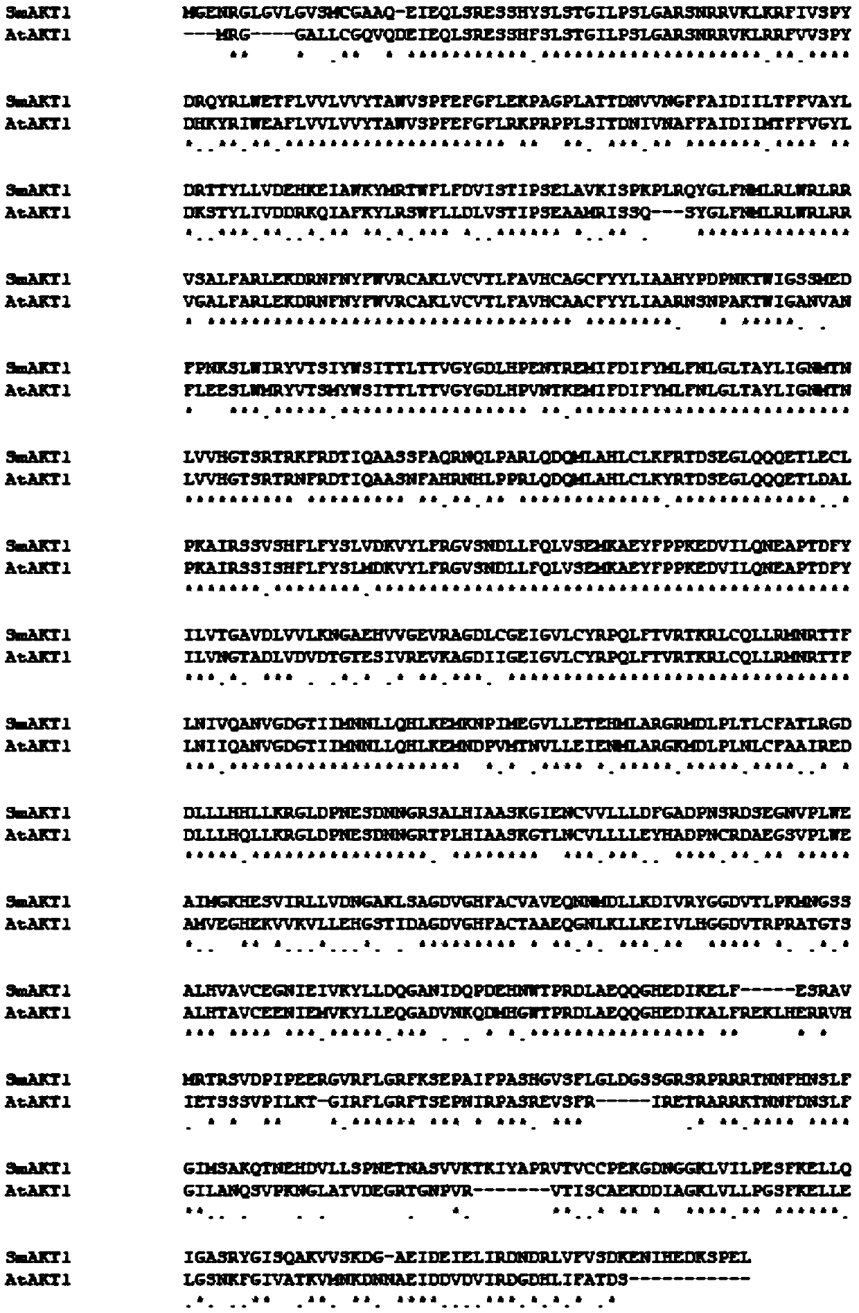 Eggplant potassium ion channel protein SmAKT1 as well as encoding gene and application thereof
