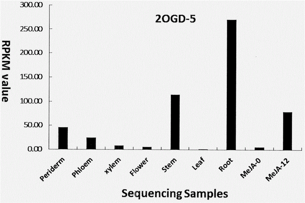 Clone identification and application of 2-oxoglutarate-dependent dioxygenase (2OGD-5) gene participating in tanshinone synthesis