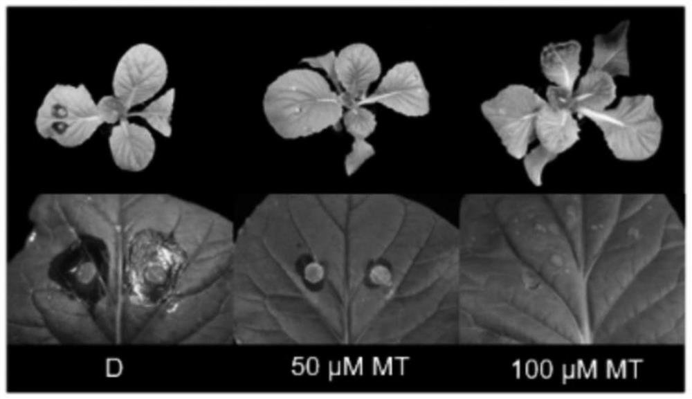 Method for improving sclerotiniose resistance of Chinese cabbages