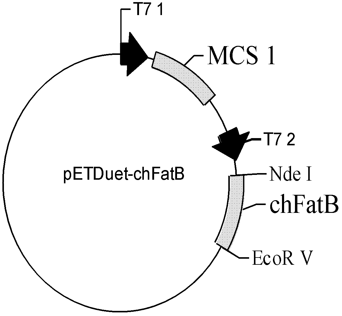 Production method for C8:0/C10:0/C12:0/C14:0 medium-chain fatty acid and ethyl ester thereof