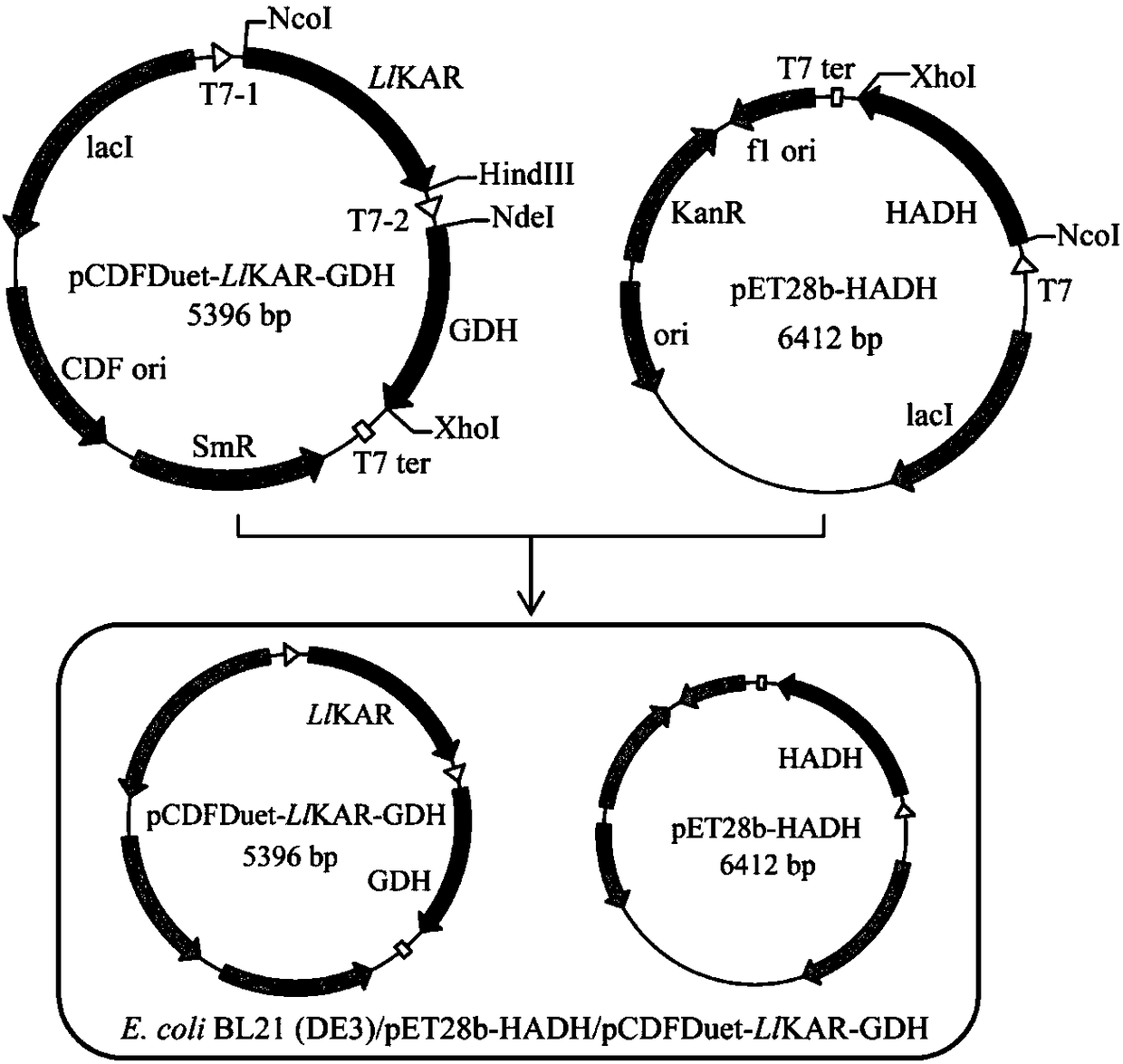 Keto acid reductase, gene, engineering bacterium and application of keto acid reductase in synthesis of chiral aromatic 2-hydroxy acid