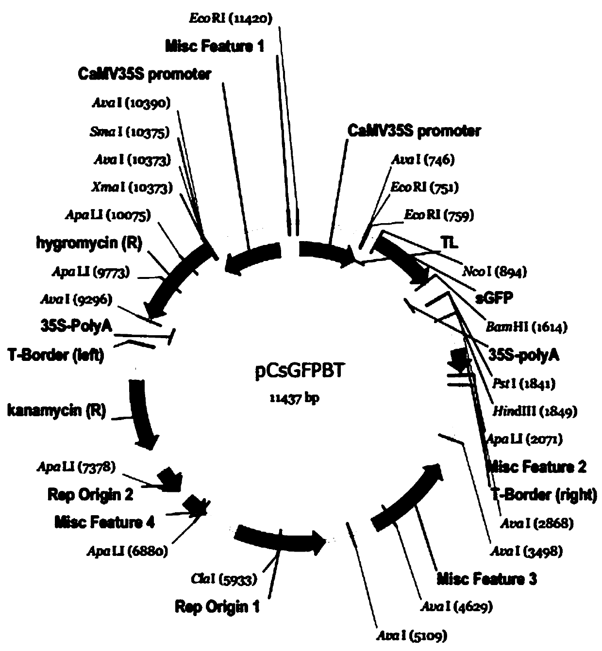 Corn raffinose synthesis key enzyme gene and application thereof