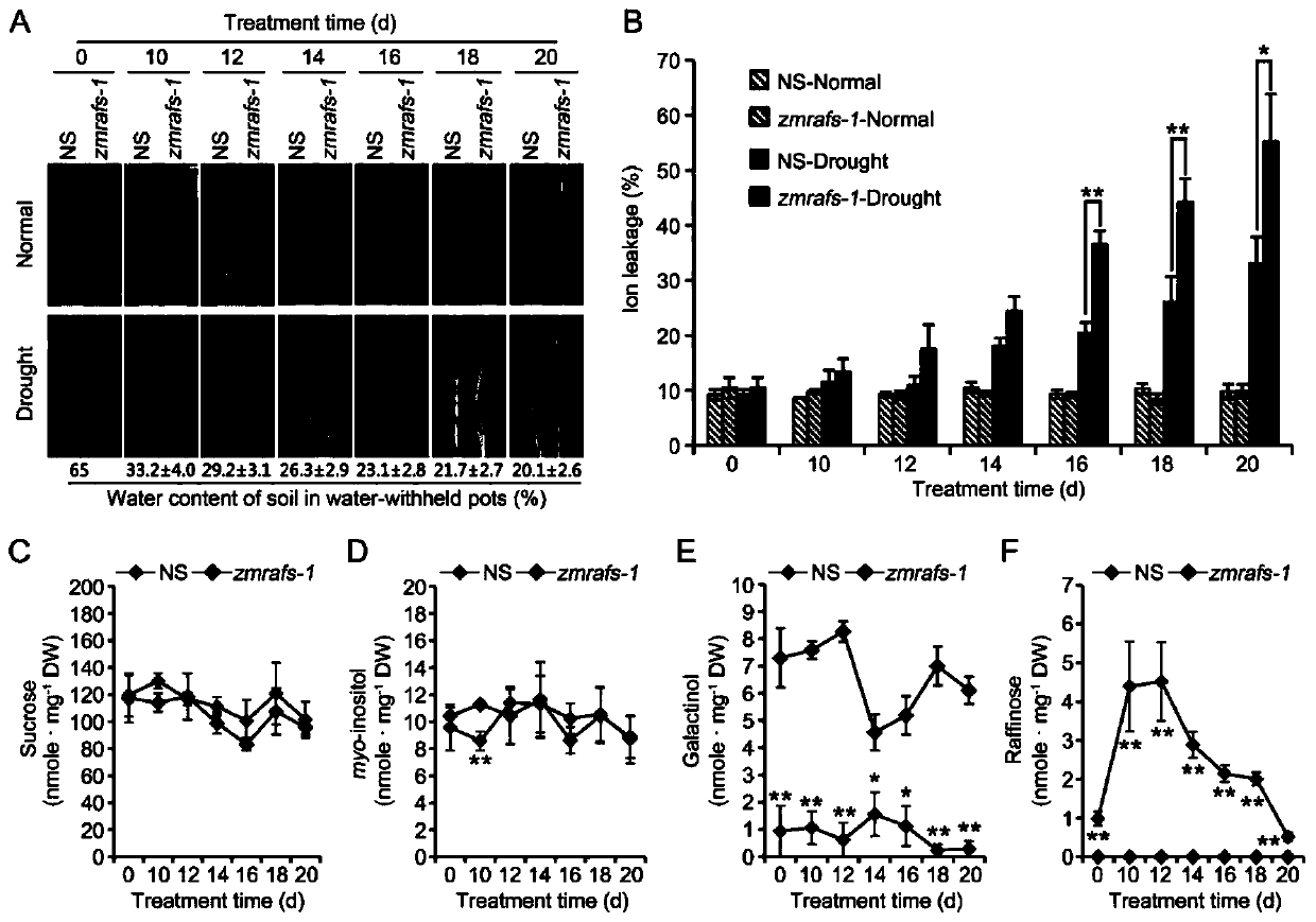 Corn raffinose synthesis key enzyme gene and application thereof