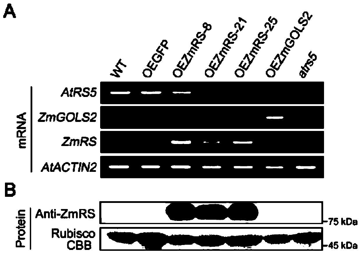 Corn raffinose synthesis key enzyme gene and application thereof