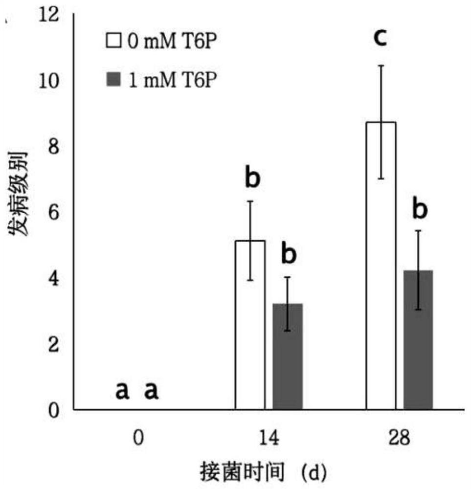 Application of 6-phosphoric acid-trehalose and cultivation method for improving yield and disease resistance of common kidney beans