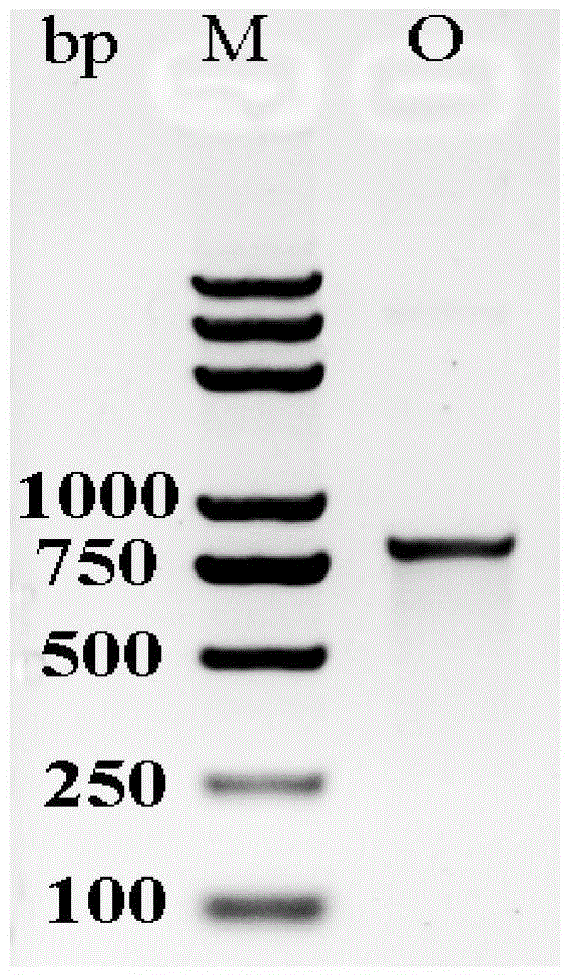 Staphylococcus lyase and application thereof