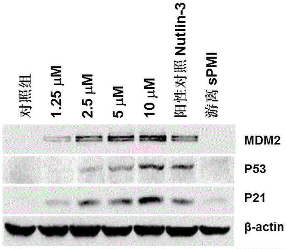 Micelle preparation entrapped with binding peptide polymer with specific anti-cancer activity