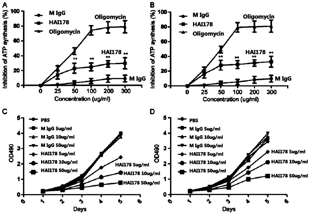 A kind of human-mouse chimeric monoclonal antibody and its preparation method and application