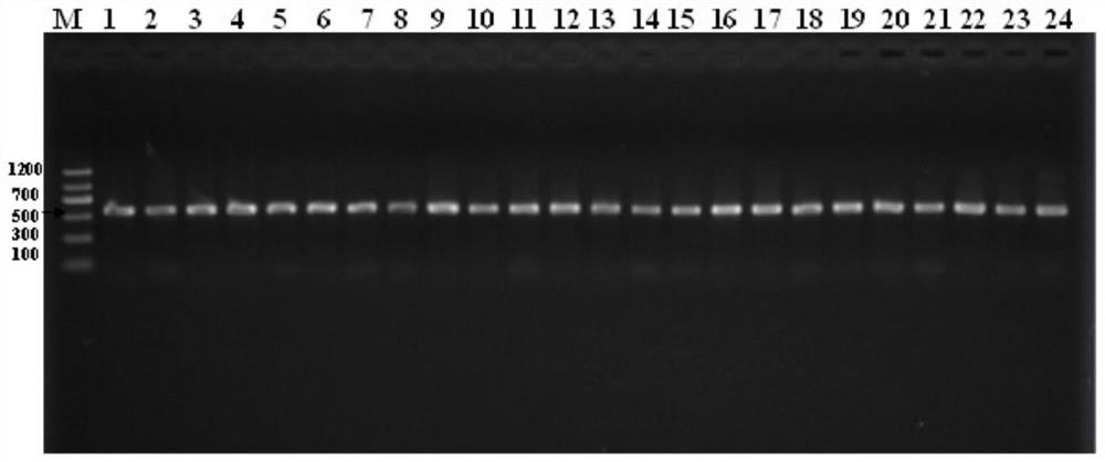 Method for Molecular Typing of Pepper and Tomato Bacterial Scab fungus mlst