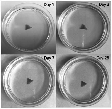 Preparation method of montmorillonite film capable of stably existing in solution