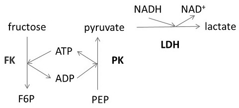 Fructose detection method based on fructokinase reaction system