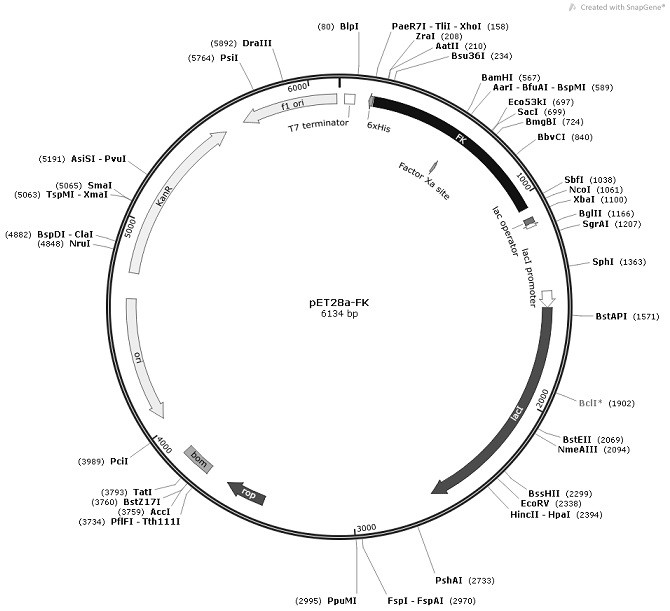 Fructose detection method based on fructokinase reaction system