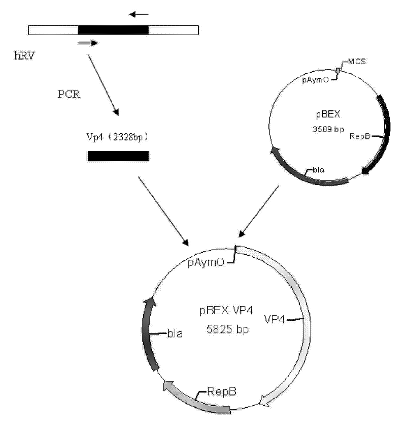 Recombined bifidobacteria hRV-VP4 expression vector and oral vaccine thereof