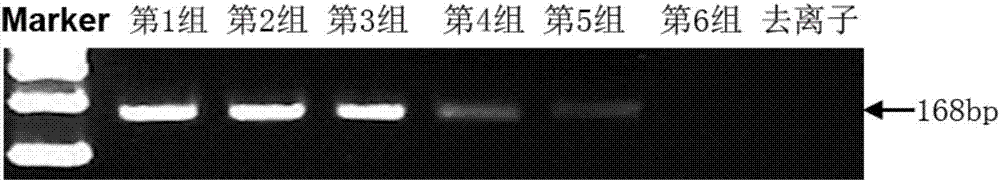 Primer pair for detecting DNA methylation state of promoter region of cell RAI2 gene and kit