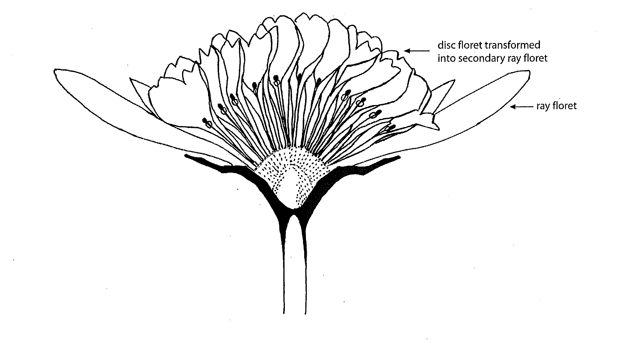 Osteospermum and dimorphoteca plants having an altered flower phenotype