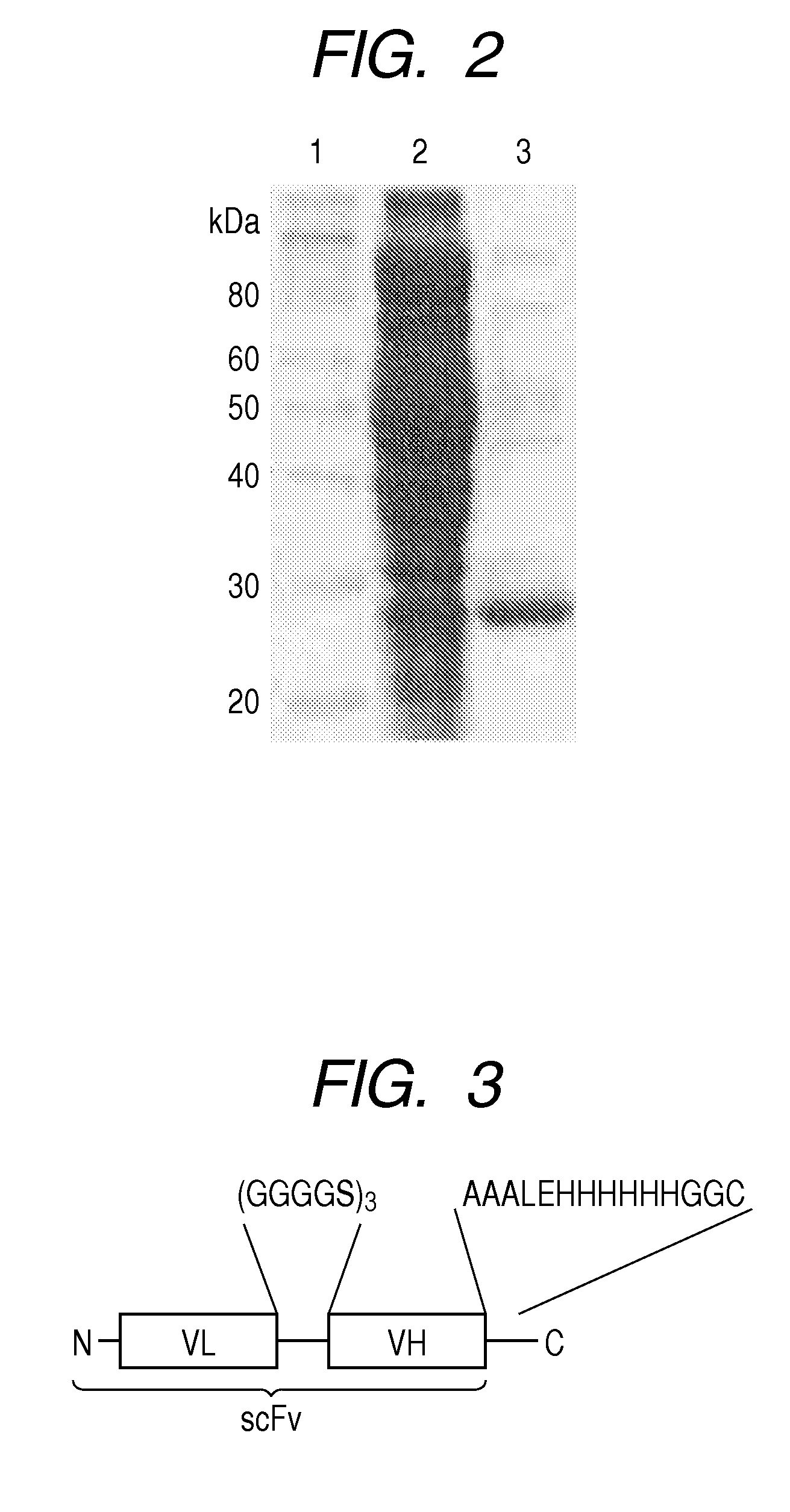Labeled protein and method for obtaining the same