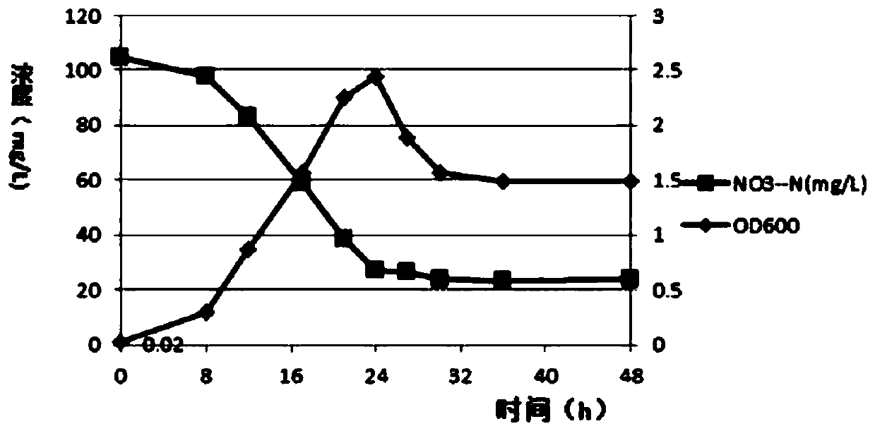 Klebsiella strains and their application in river sewage and rural domestic sewage containing ammonia nitrogen