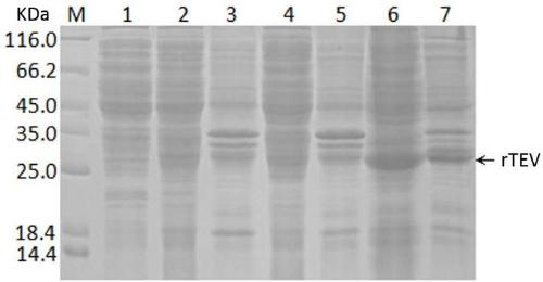 TEV protease mutant, gene, biomaterial, preparation method, reagent, or reagent kit and application