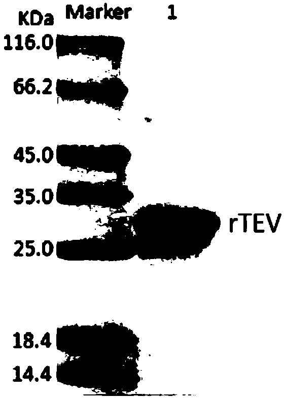TEV protease mutant, gene, biomaterial, preparation method, reagent, or reagent kit and application