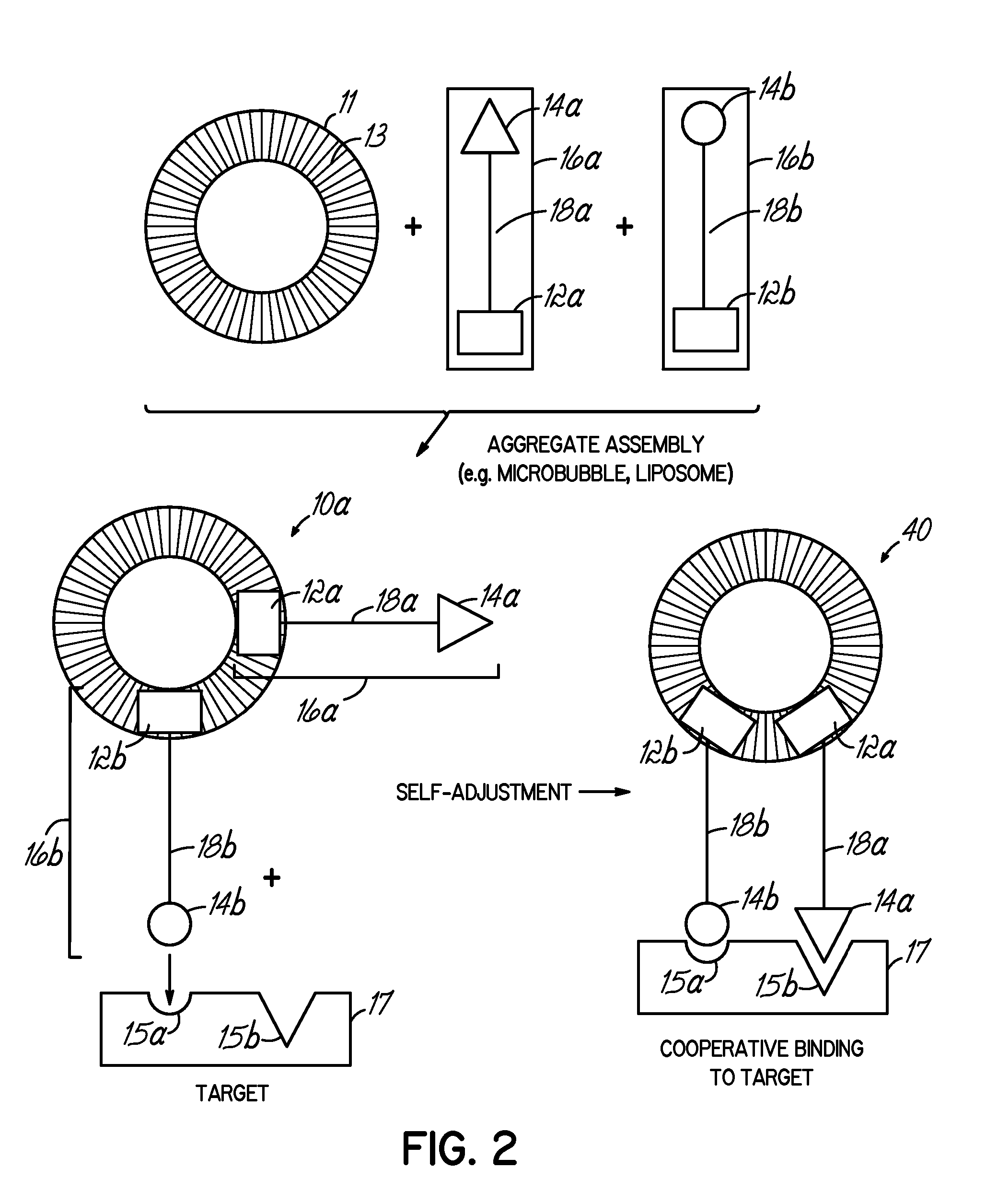 Multicomponent assemblies having enhanced binding properties for diagnosis and therapy