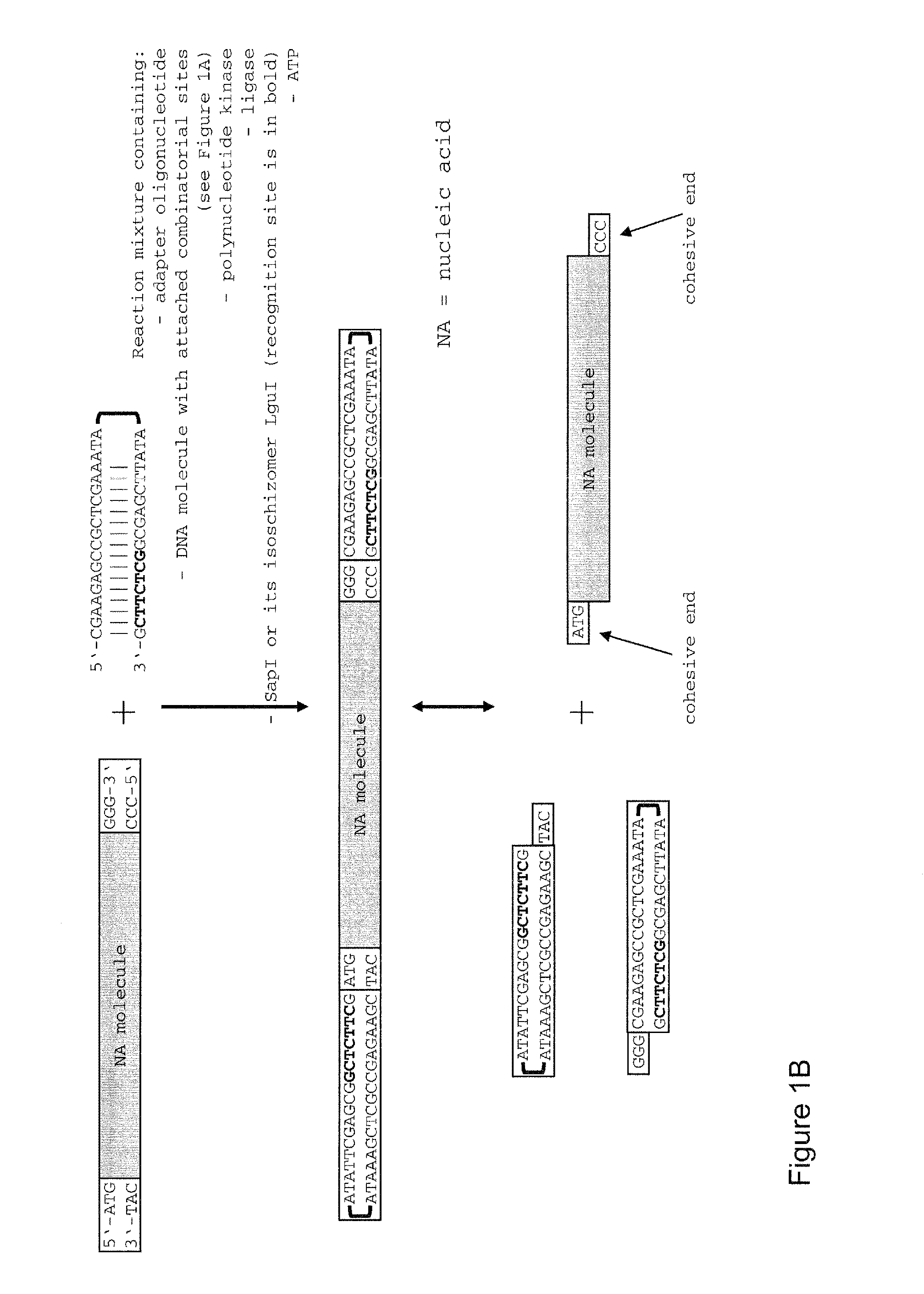 Method of cloning at least one nucleic acid molecule of interest using type iis restriction endonucleases, and corresponding cloning vectors, kits and system using type iis restriction endonucleases