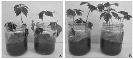 Purpose of fructus citrus sarcodactylis volatile oil