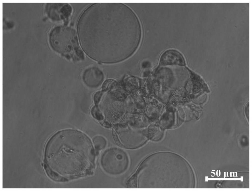 Preparation method of polysaccharide-active protein/polypeptide-based active hydrogel microspheres with high cell affinity