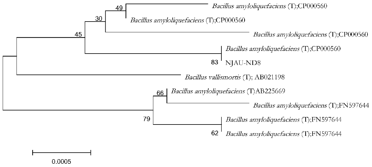 High-temperature-resistant bacillus licheniformis strain NJAU-ND8 for acceleration of compost maturity and application of strain