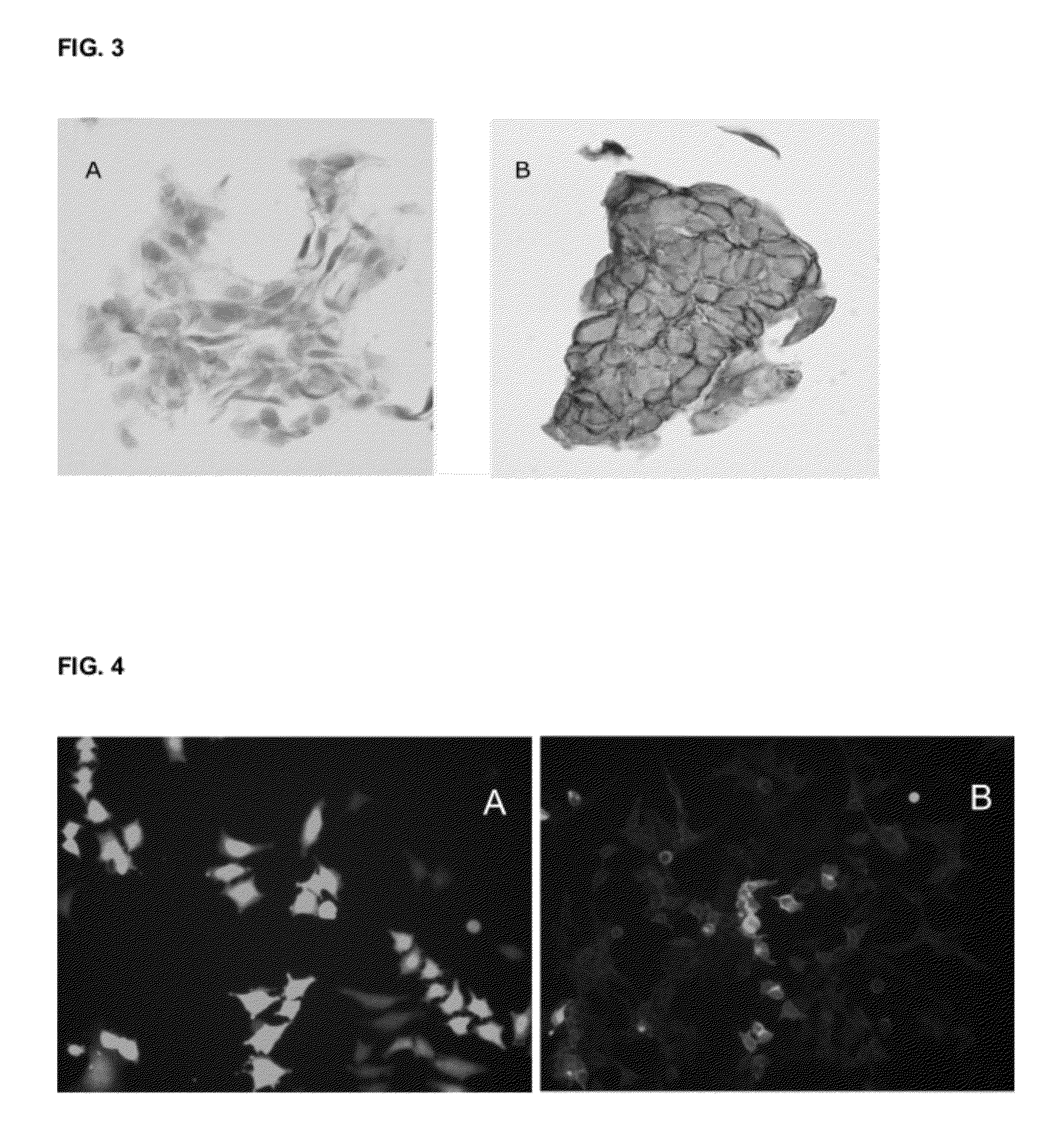 Molecules and methods for modulating tmem16a activities