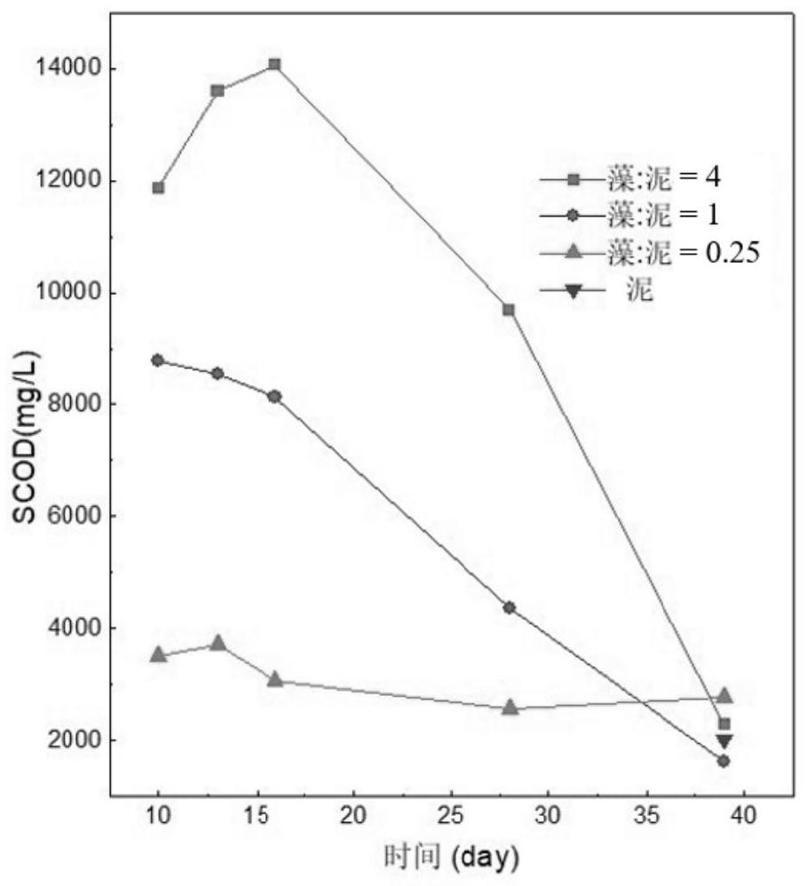 Method for producing biogas by co-fermentation of blue-green algae and bottom mud