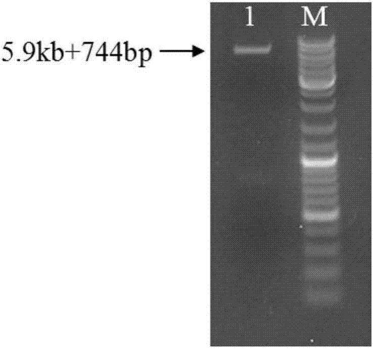 Recombinant staphylococcus aureus B enterotoxin protein and application thereof