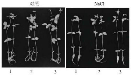 Tamarix chinensis plasma membrane Na+/H+ antiporter gene and application thereof