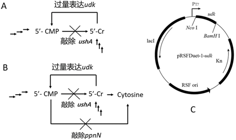 Method for producing 5 '-cytidine monophosphate