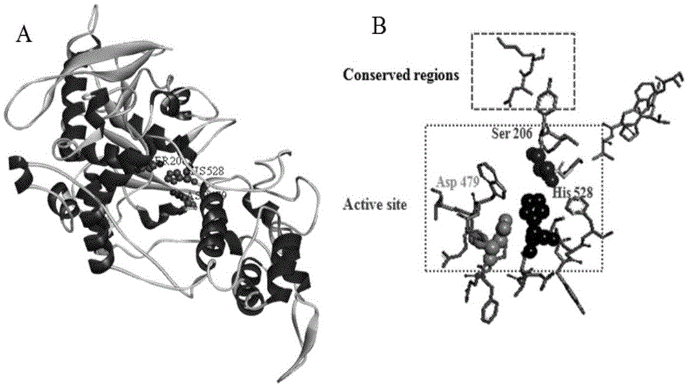 A new proline-specific endoprotease gene and its application