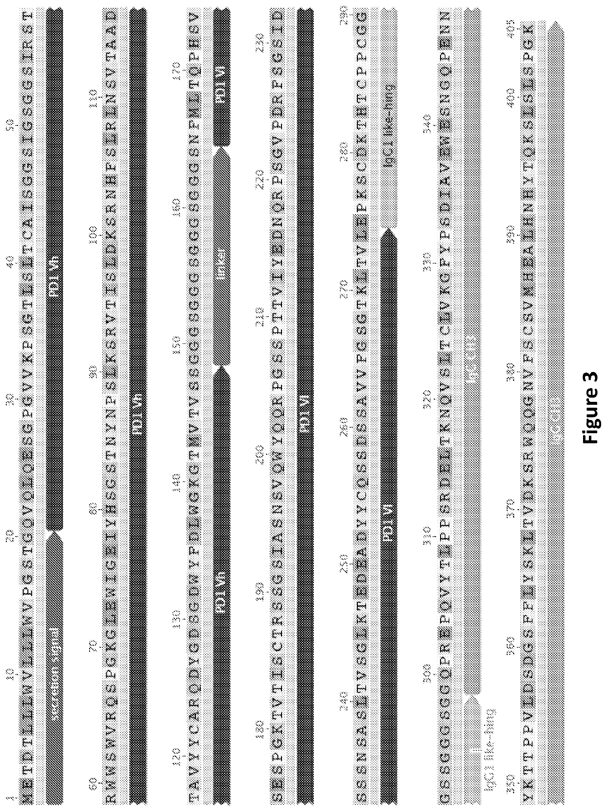 Cell secreted minibodies and uses thereof