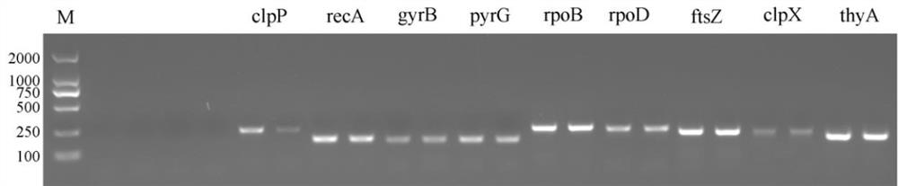 Screening and application of burkholderia gladioli real-time quantitative polymerase chain reaction (PCR) reference genes and primers thereof