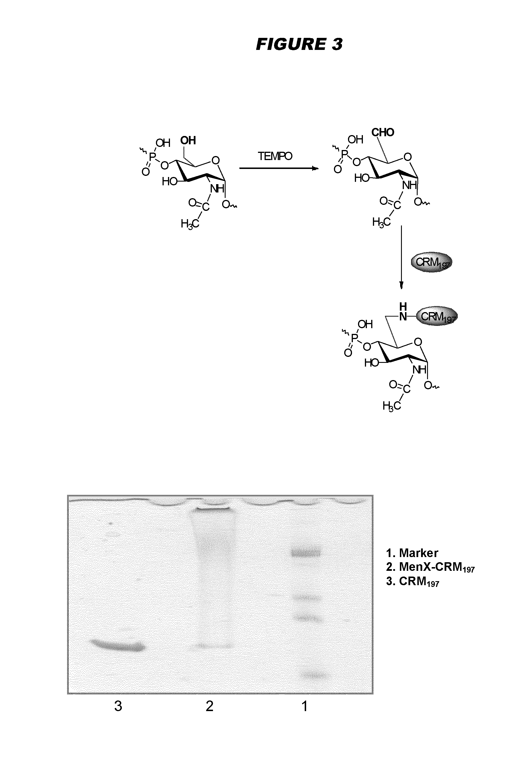 Meningococcus serogroup x conjugate