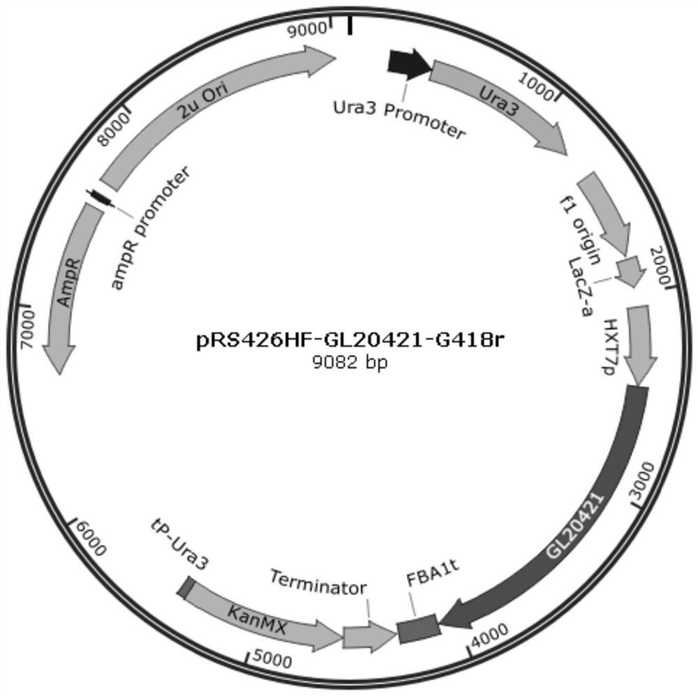 Cytochrome P450 enzyme and application thereof in synthesis of ganoderma lucidum triterpenoids