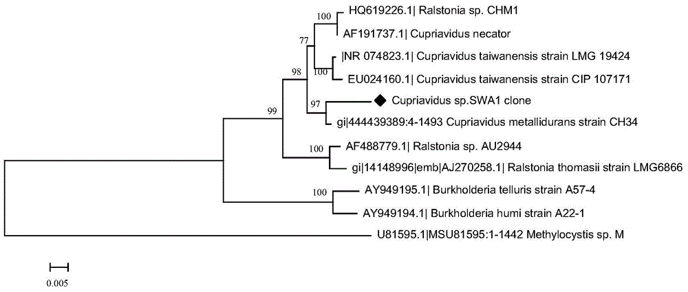 Cupriavidus sp.SWA1 capable of degrading chlorinated olefin and application thereof