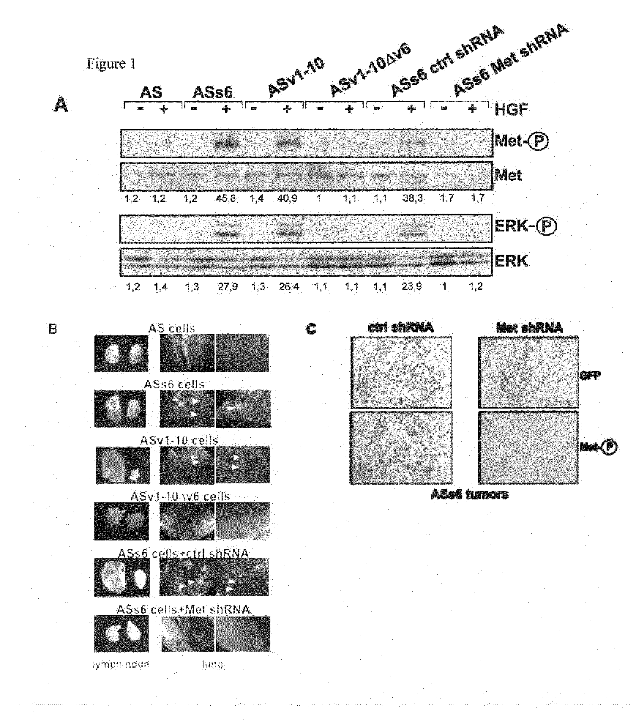 CD44V6-Derived Peptides for Treating Metastasizing Cancer